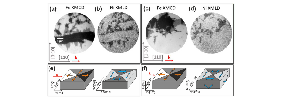 Figure 2. (a, c) The Fe L3 XMCD-PEEM images obtained for Fe/NiO/MgO(10 Å)/Cr and Fe/NiO/ MgO(200 Å)/Cr, respectively. (b) and (d) corresponding Ni L2 XMLD-PEEM images acquired with vertical polarization. (e) and (f) a schematical illustration of spin structure with directions of magnetic moments indicated by the arrows for Fe/NiO/MgO(10 Å)/Cr and Fe/NiO/MgO(200 Å)/Cr, respectively. (Source: Sci. Rep. 13, 4824 (2023)).